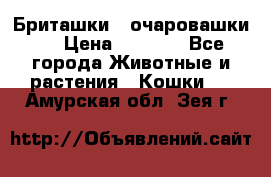 Бриташки - очаровашки.  › Цена ­ 3 000 - Все города Животные и растения » Кошки   . Амурская обл.,Зея г.